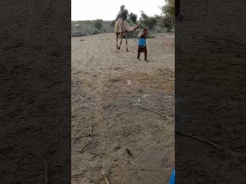 جمال الصحراء رجل يسقي الجمل من جر ة الماء