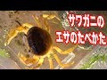 [10000印刷√] サワガニ 飼育 餌 118401-サワガニ 飼育 餌