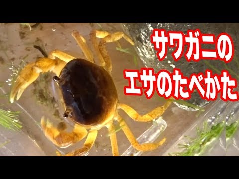 サワガニのエサのたべかた あげかた観察 夏休み自由研究 Youtube