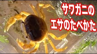 サワガニのエサのたべかた あげかた観察 夏休み自由研究 Youtube