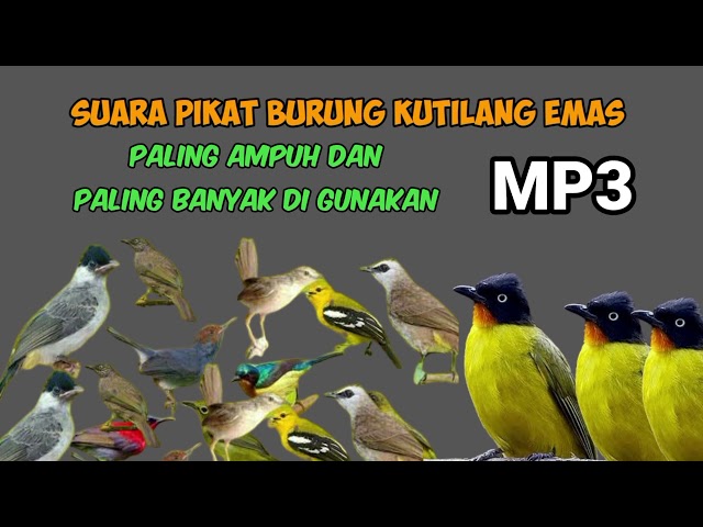 suara pikat burung kutilang emas ribut memanggil lawan cocok buat mikat burung yang susah Respon class=