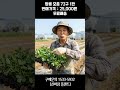 [신바람 플랜트 협력농가 판매상품 - 땅콩모종 72구 1판 판매합니다] - 중고트랙터 경운기 관리기 스키로더 굴삭기 화물트럭 매매 직거래 장터 사이트 (관리기.com)