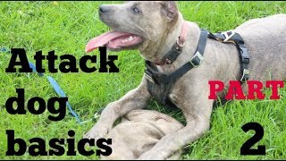 beginnings of bite work part 2 pitbull pit bull shepherd hybrid bully training