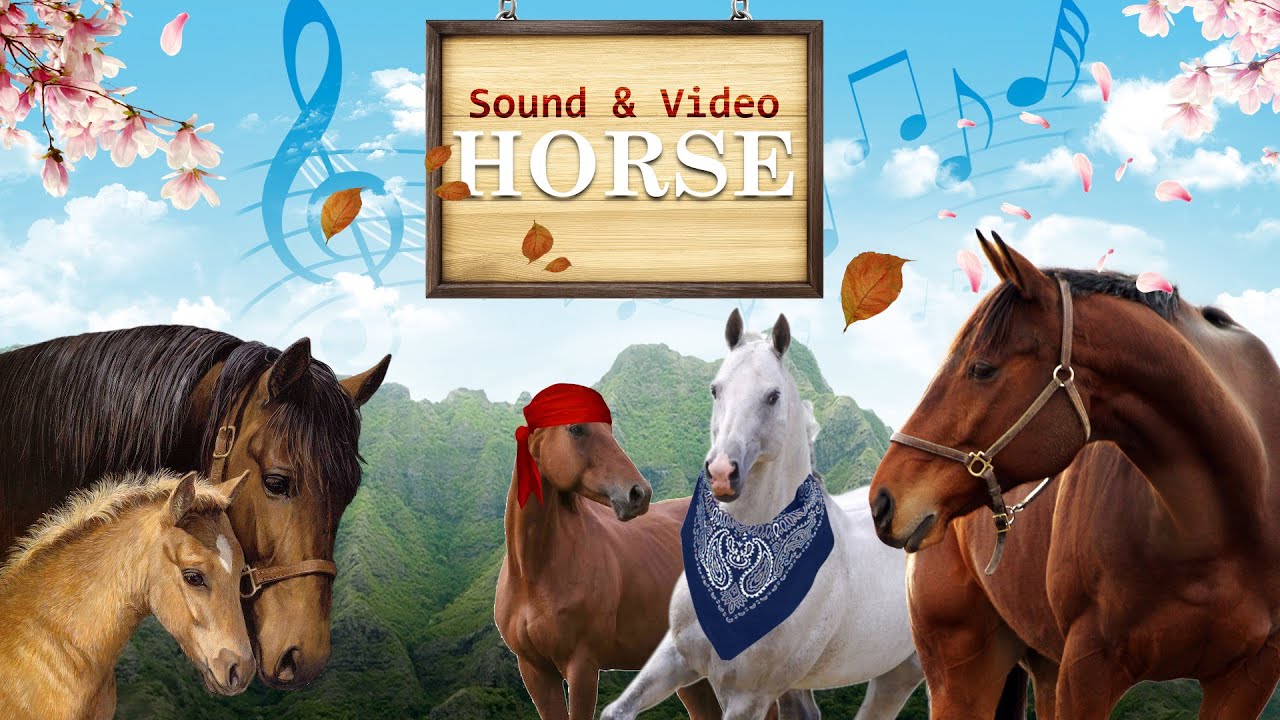 Animal Sounds Of Horse Snort Neigh YouTube animal-sounds-of-horse-snort-neigh-youtube