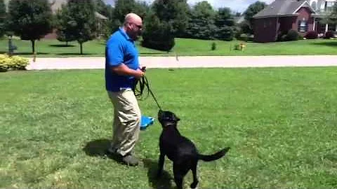 Part 1 Teaching the Place Or Send Away Command wit...