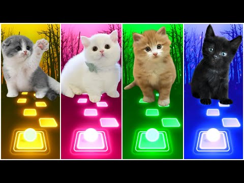 CUTE CATS - LADY GAGA BLOODY MARY - SHAKIRA WAKA WAKA - BTS DYNAMITE - BLACKPINK TILES HOP EDM RUSH