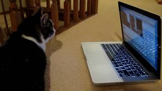 Meow Ignoring My Parents on Video Chat