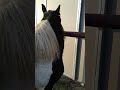 DAMASCUS - A Gypsy Vanner Friesian Cross