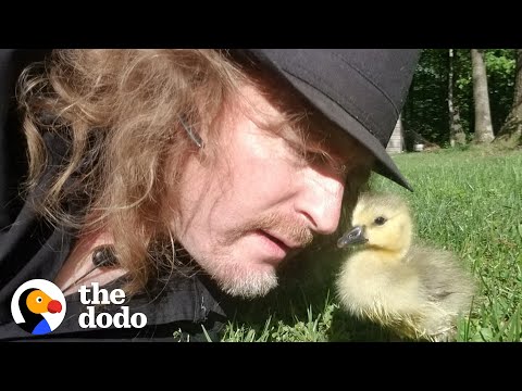 Man leert zijn geredde gansje vliegen | De Dodo Soulmates