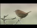 Vogelbescherming vlaanderen winterkoning troglodytes troglodytes