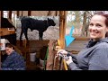 Banding Our Calf & We Got New Goats! How to castrate a bull calf