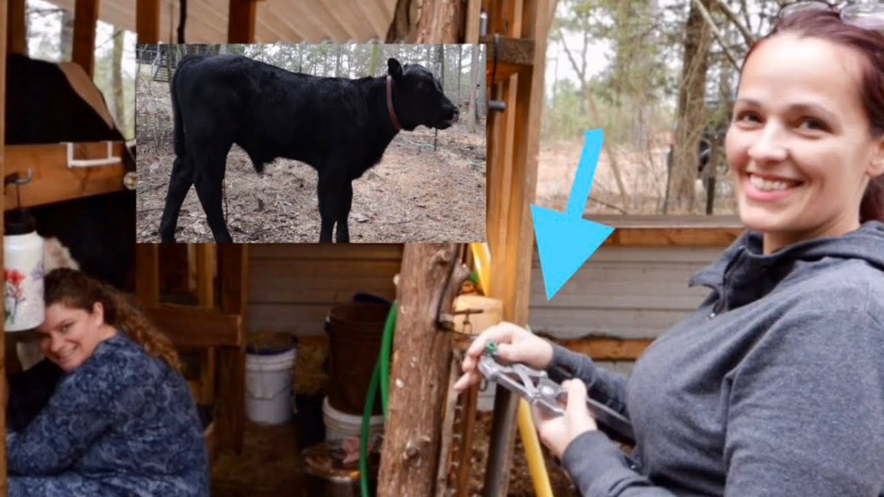 Banding Our Calf We Got New Goats How To Castrate A Bull Calf YouTube banding-our-calf-we-got-new-goats-how-to-castrate-a-bull-calf-youtube