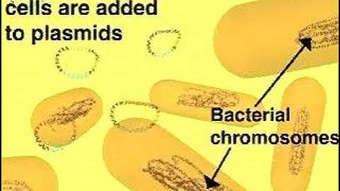 Cloning in a Plasmid Vector
