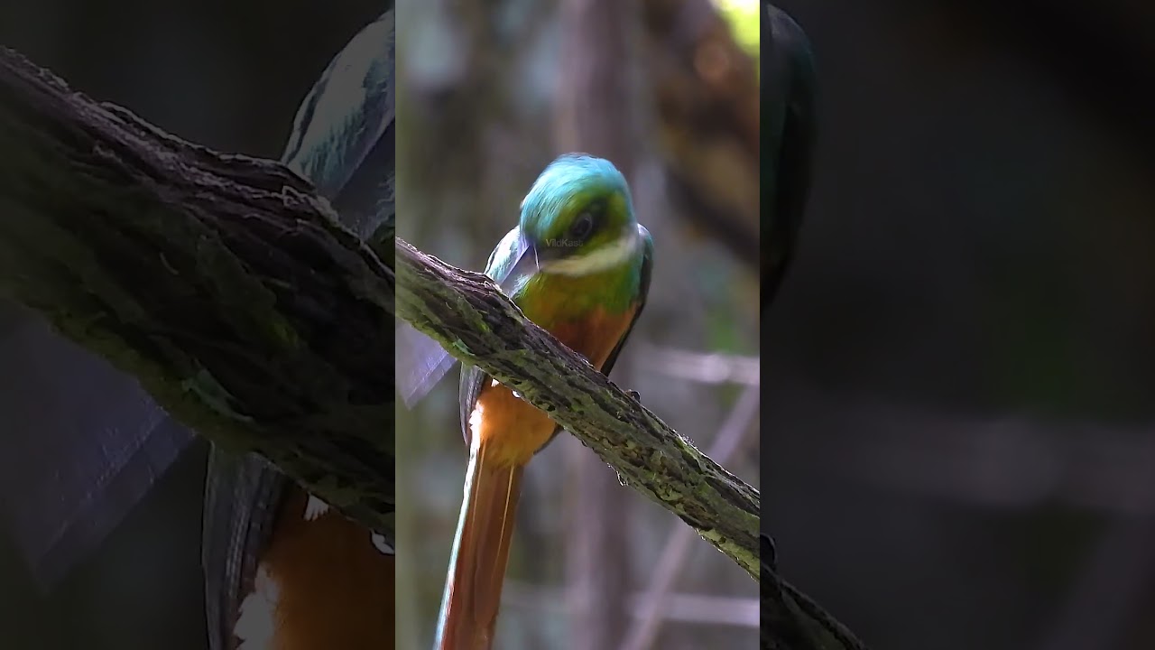 Jacamar Bird eating an Insect