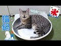 冷た~い猫鍋が気持ち良すぎてニッコリ笑顔を浮かべる猫!