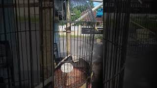 Download Lagu Kecici belalang rock'n roll g kalah ma kerbas, volume masih stengah kopling😁😁😁😁 MP3