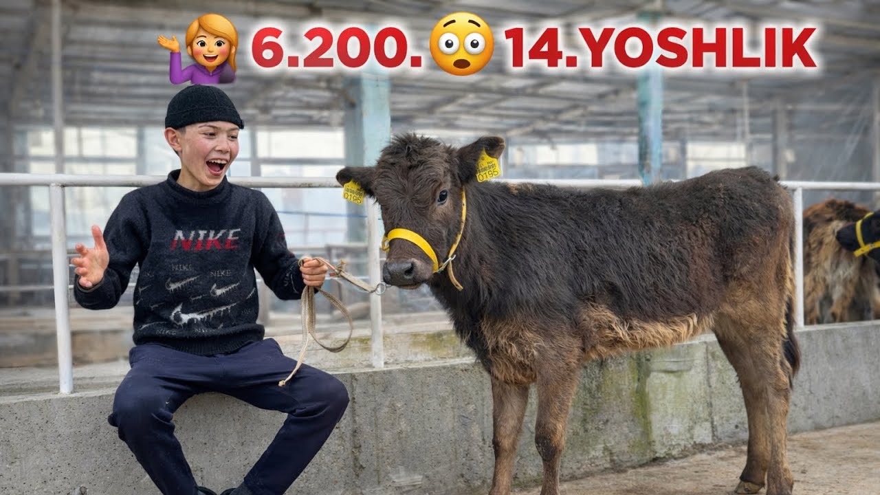 💁MANA SIZGA USHA ARZONCHI BOLA BUGUN YORVORDI SHOSHLIG BUQALAR VA HUNAJINLAR 2026_01_03_mart.