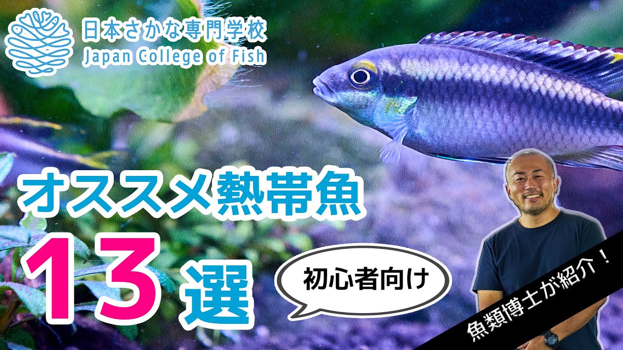 熱帯魚 魚類博士が解説 初心者にオススメな熱帯魚13選 Youtube