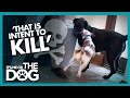 Newly Adopted Labrador is Attacked Every Day | It's Me or the Dog