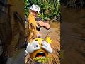 Jangan Tertipu Dengan Tampang Nya! #viralshorts #faktaunik