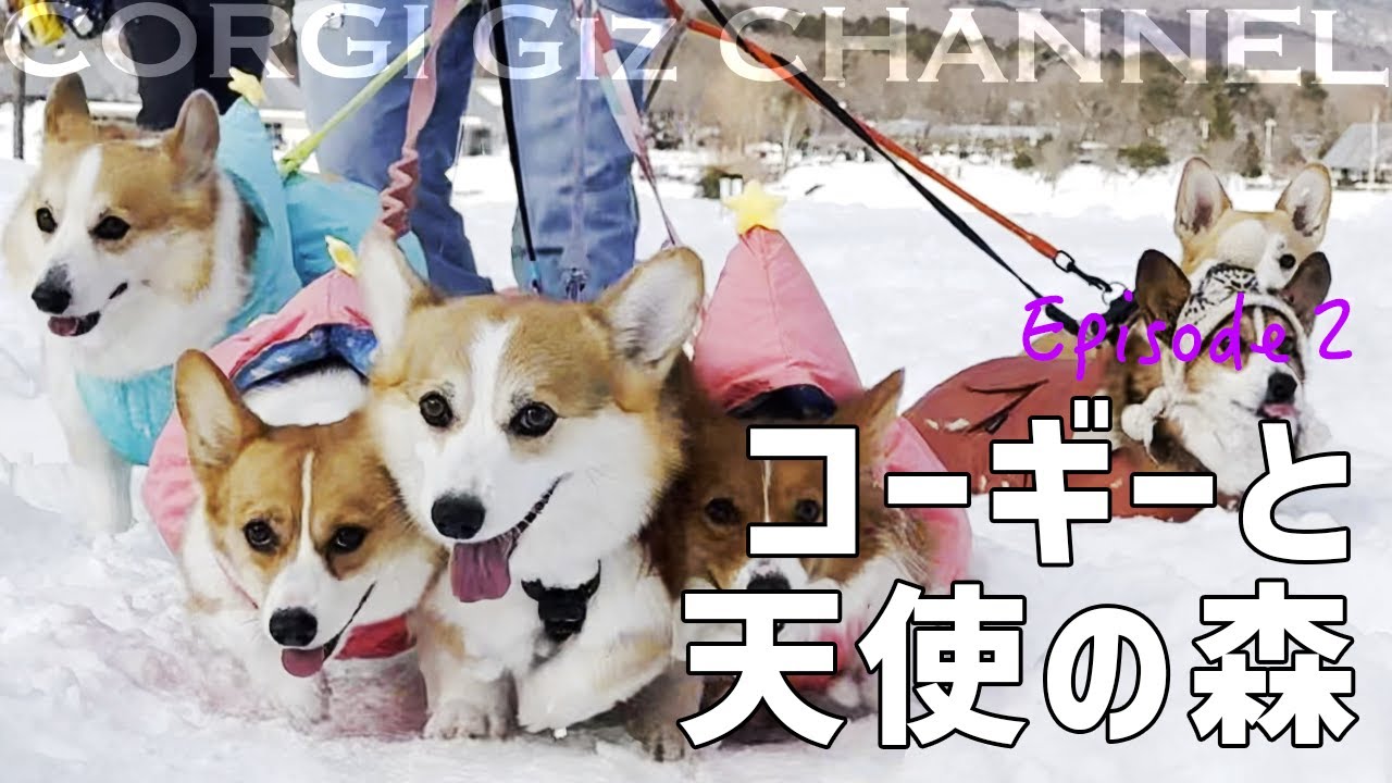 Episode 2】絶対に負けられないたたかい｜23頭のコーギーと天使の森