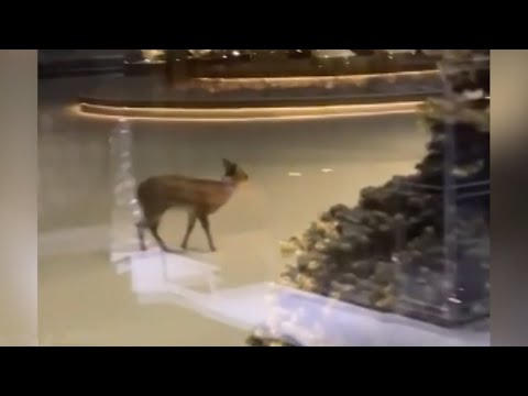 Уникальные кадры редкого водяного оленя в центре Владивостока