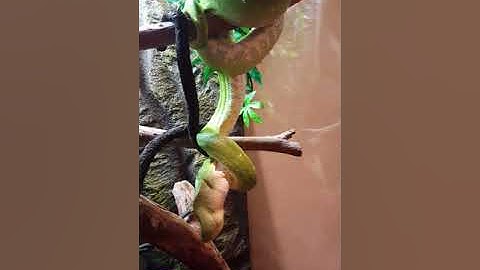 Green Tree Python devouring a rat