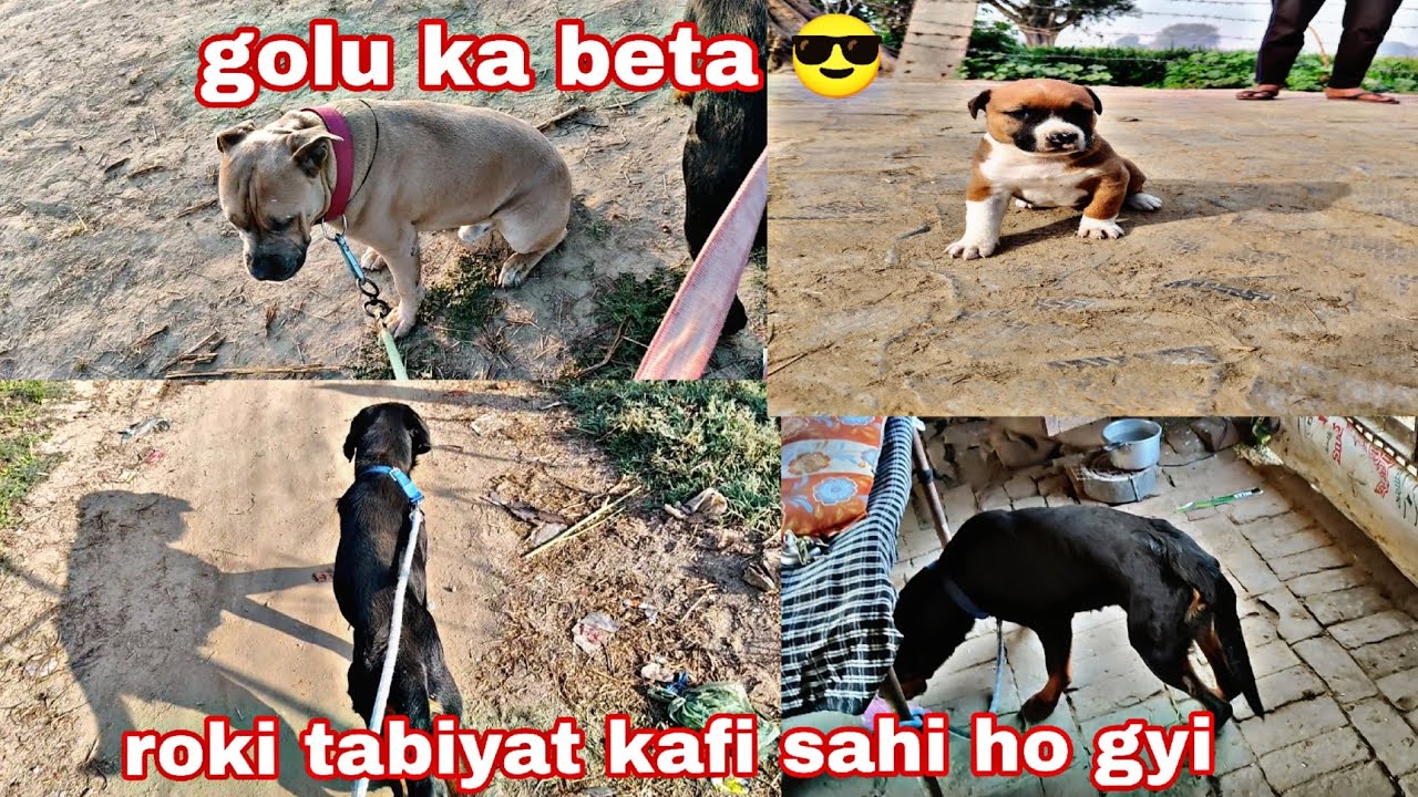 Roki ki tabiyat kafi sahi ho gyi 🥰 golu ka beta 😎