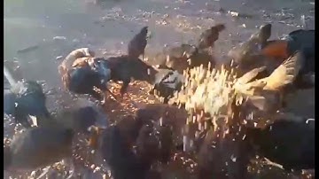 mus pub qaib thiab saib nplej pem xas nas