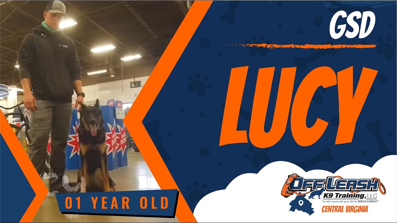 1yo GSD (Lucy) Best Dog Trainers in Fredericksburg, VA YouTube