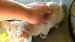 Free Marmalade Kittens