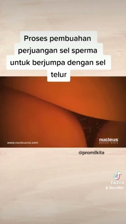 perjuangan sel sperma untuk berjumpa dengan sel telur #love #promil #sex