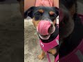 Mmh #dogs #dog #jackrussell #hunde #terriermix #puppy #love #liebe #funny #pinscher