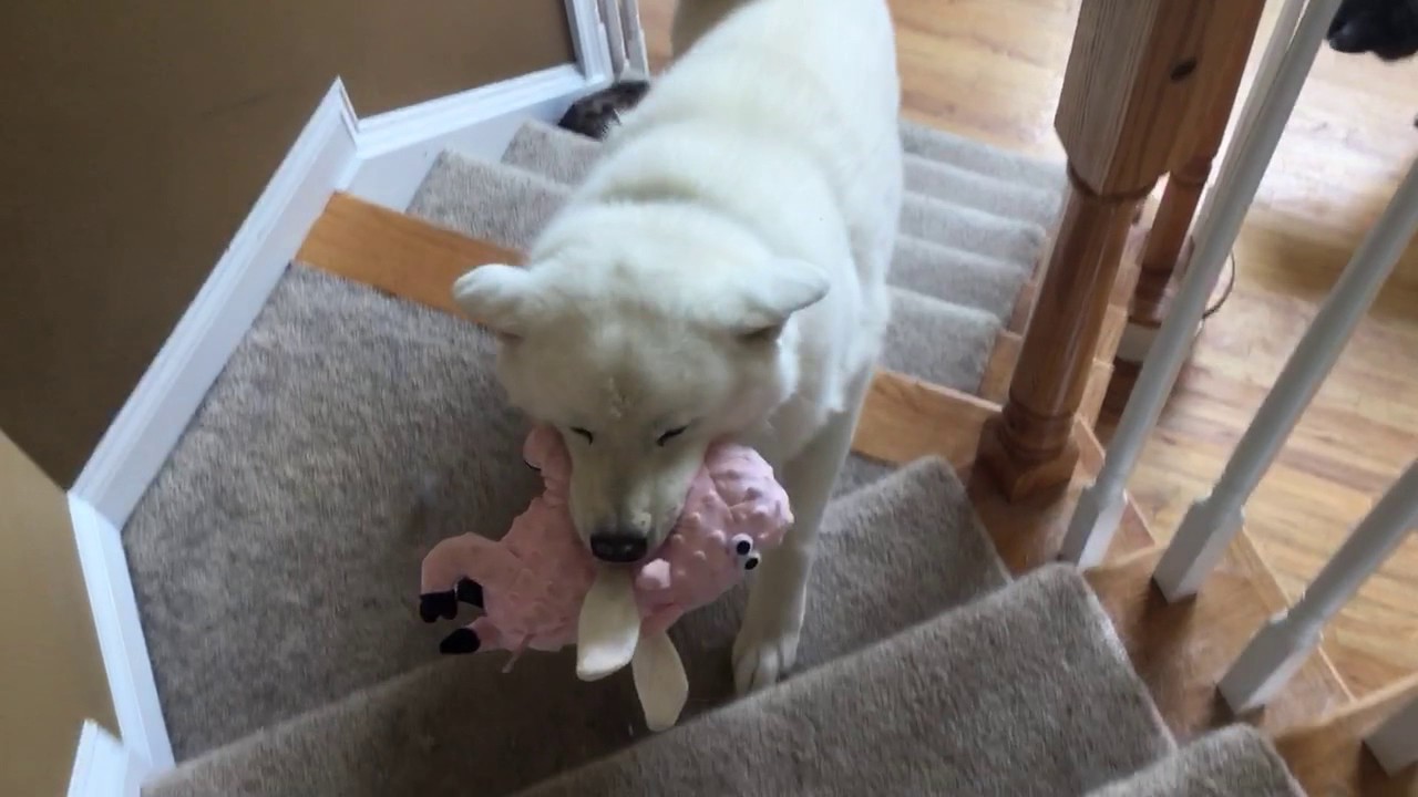 Kumo brings the piggy - It is not a real piggy
