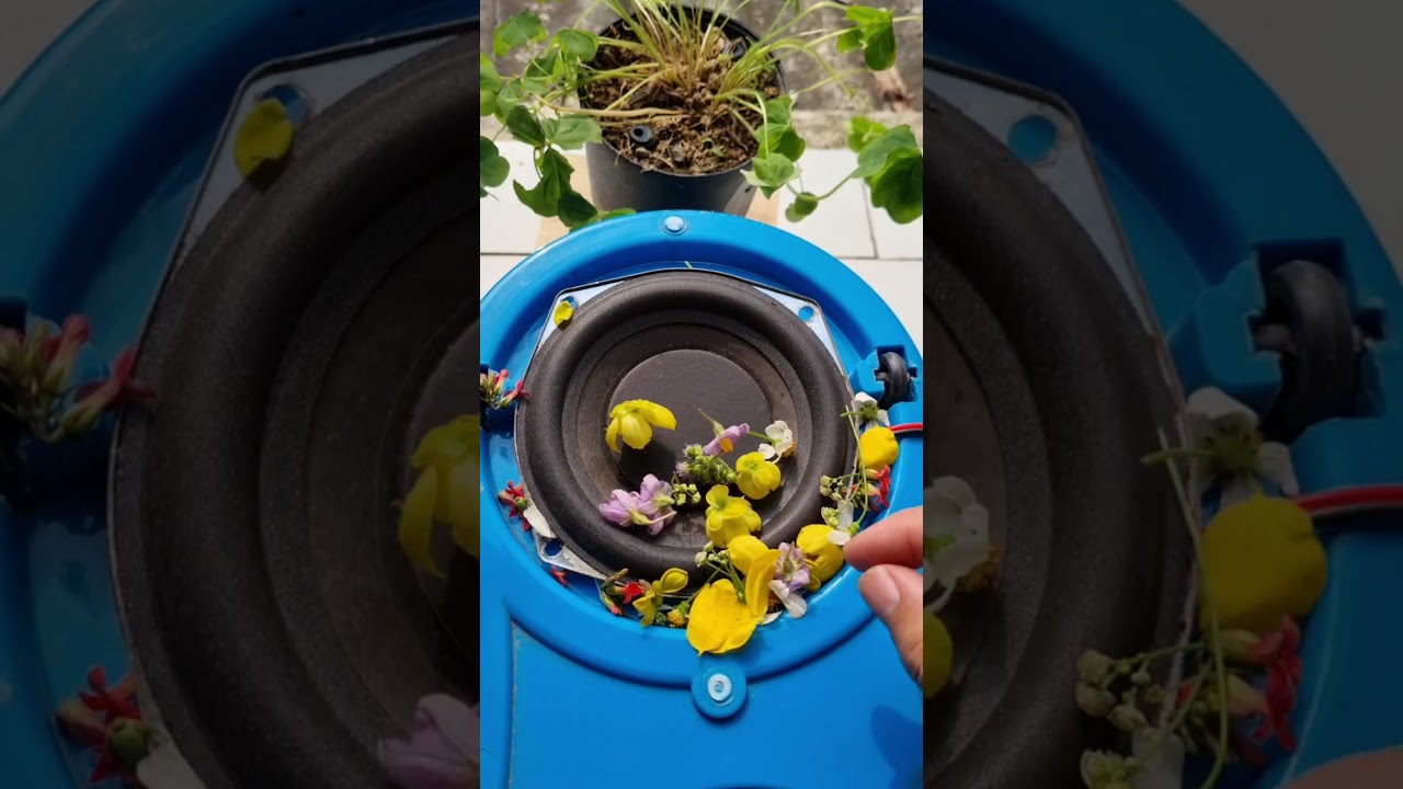 Deep Bass Meets Delicate Beauty Subwoofer Test with a Floral Display 