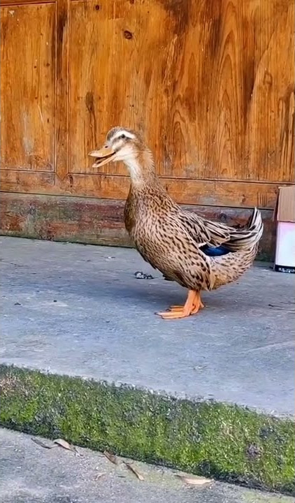 viral bebek ketawa bikin ngakak