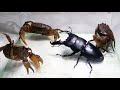 Black titan bug and 3 crabs  king of insects