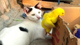 Persahabatan Kucing Dan Anak Ayam - Kucing Channel - Funny Cats Video