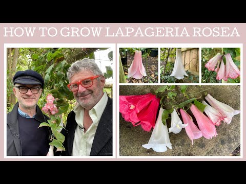 Videó: Lapageria Rosea növények: Tippek a chilei harangvirág termesztéséhez