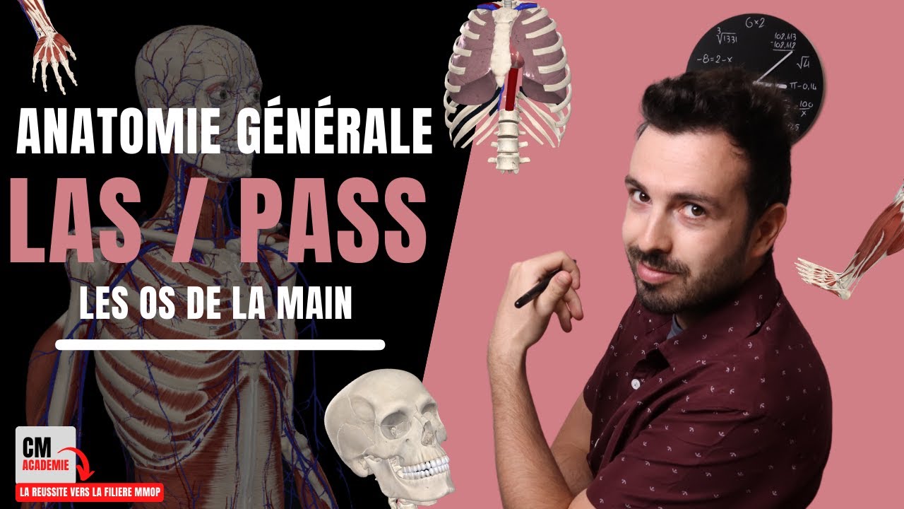 ANATOMIE GENERALE 🦴 : Les os de la main (carpe, métacarpe, phalange proximale, médiale, distale...)