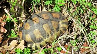 Shy Leopard Tortoise