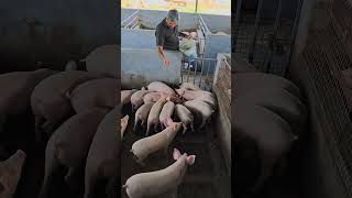 Pig Farm Visit During Practicles.#piggery #swastikpigfarm #pig #businessideas #piggerybusiness