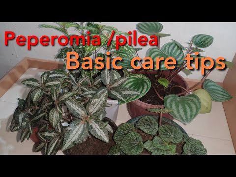 Video: Pilea (48 Photos): Caring For A Flower At Home, Types Of Indoor Plants Small-leaved And Mono-leaved, Peperomia And Depression, Wrapped And Norfolk Variety
