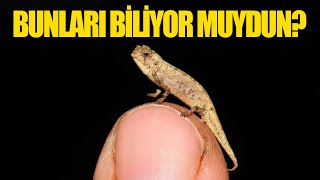 13 Kısa Bilgi Bunları Biliyor Muydunuz?