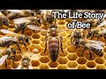 The Life Story of Bees.