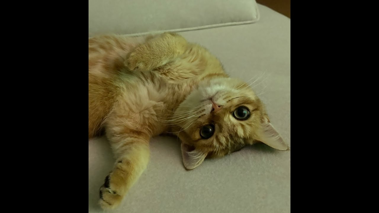 늦은 토요밤 지친 몸과 함께하는 종현없는 종현펌방