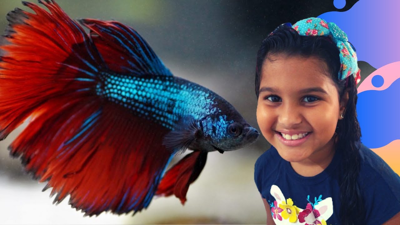 Peixe beta - meu primeiro peixe