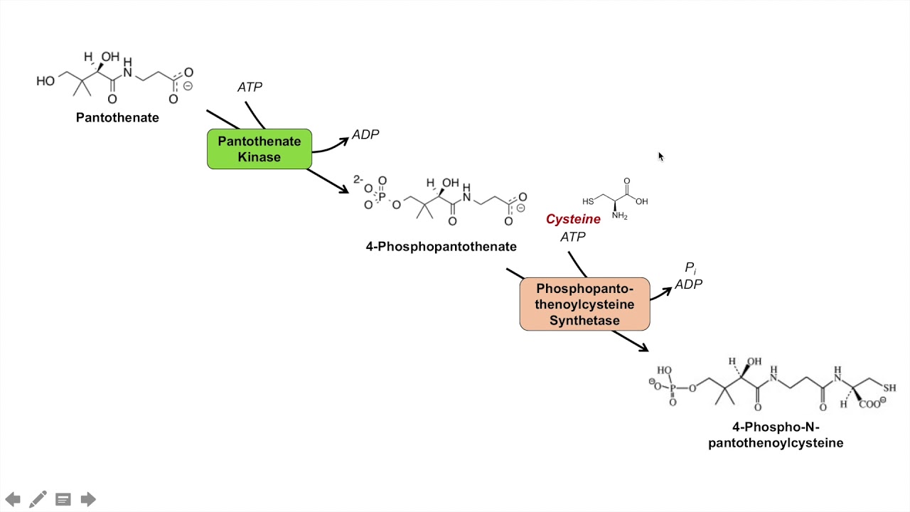 Coenzyme A Coa Biosynthesis Pathway And Vitamin B5