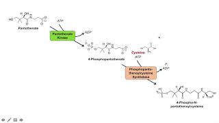 Coenzyme A (CoA) Biosynthesis Pathway and Vitamin B5