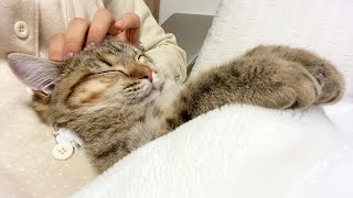 ENG) Shima was sleeping happily with my sister! 【compilation video】